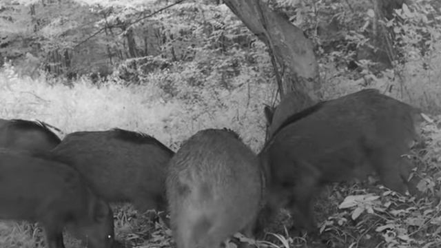 Кабаны фото ловушка смотреть онлайн