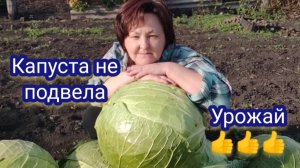 Убираю капусту. Мегатон и Агрессор снова не подвели