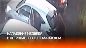 Медведь напал на ребенка и женщину в Петропавловске-Камчатском: есть жертвы