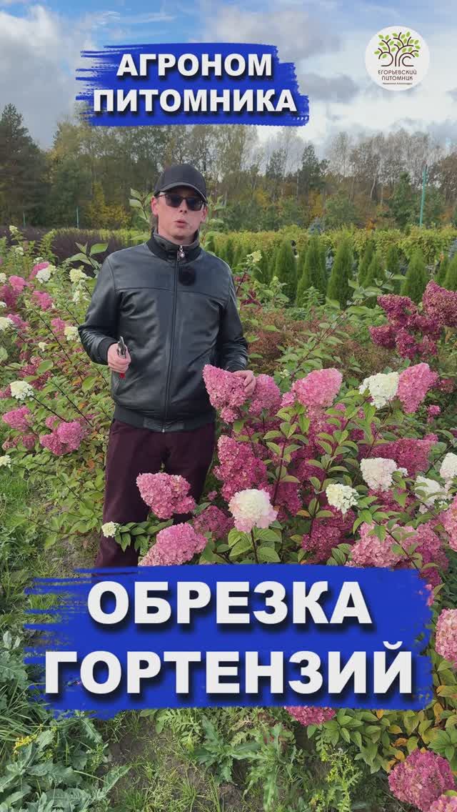 Обрезка гортензий за 10 секунд смотреть онлайн