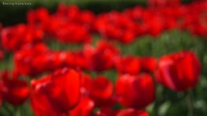 Стас Михайлов Всё  для тебя.mp4