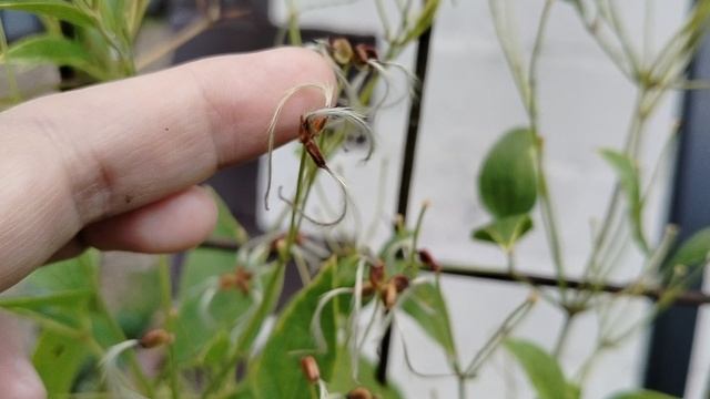 Первые семена на новом жгучем клематисе фламмула (Clematis flammula) в сентябре 2025. смотреть онлайн