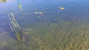 Янтарная форель 2 .09.25