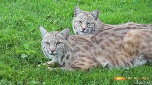 #Коран#АльАнам#СамыеКрасивыеМеста#Relaxation##Islam#Quran#AlAnam#Minshawiy #4кВидео#9часть#