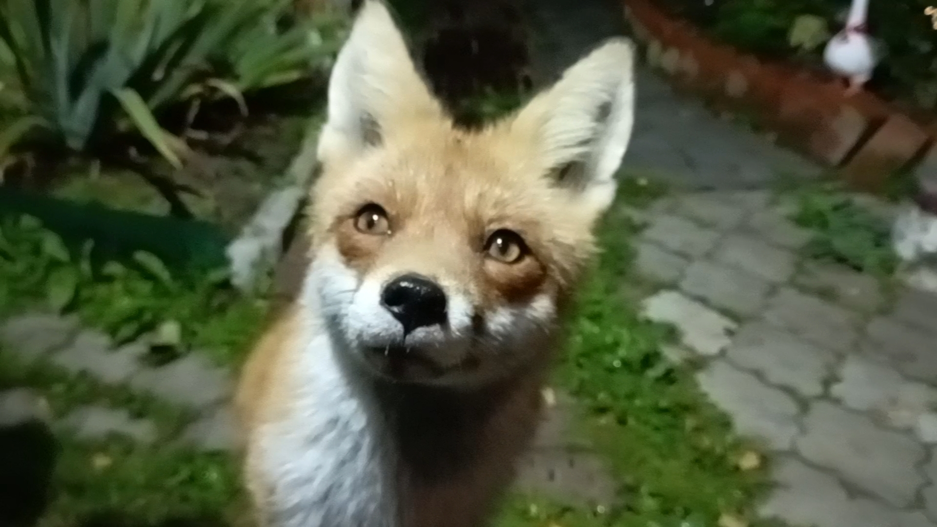 (1122) Лиса приходит в гости. Сентябрь 2025 смотреть онлайн