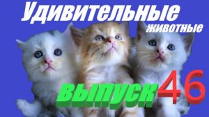 Удивительные животные выпуск 46 #юмор