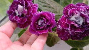 вы когда нибудь видели букеты из глоксиний? Ну вот, посмотрите 😊🤗🌹🌹цветут не смотря на холод