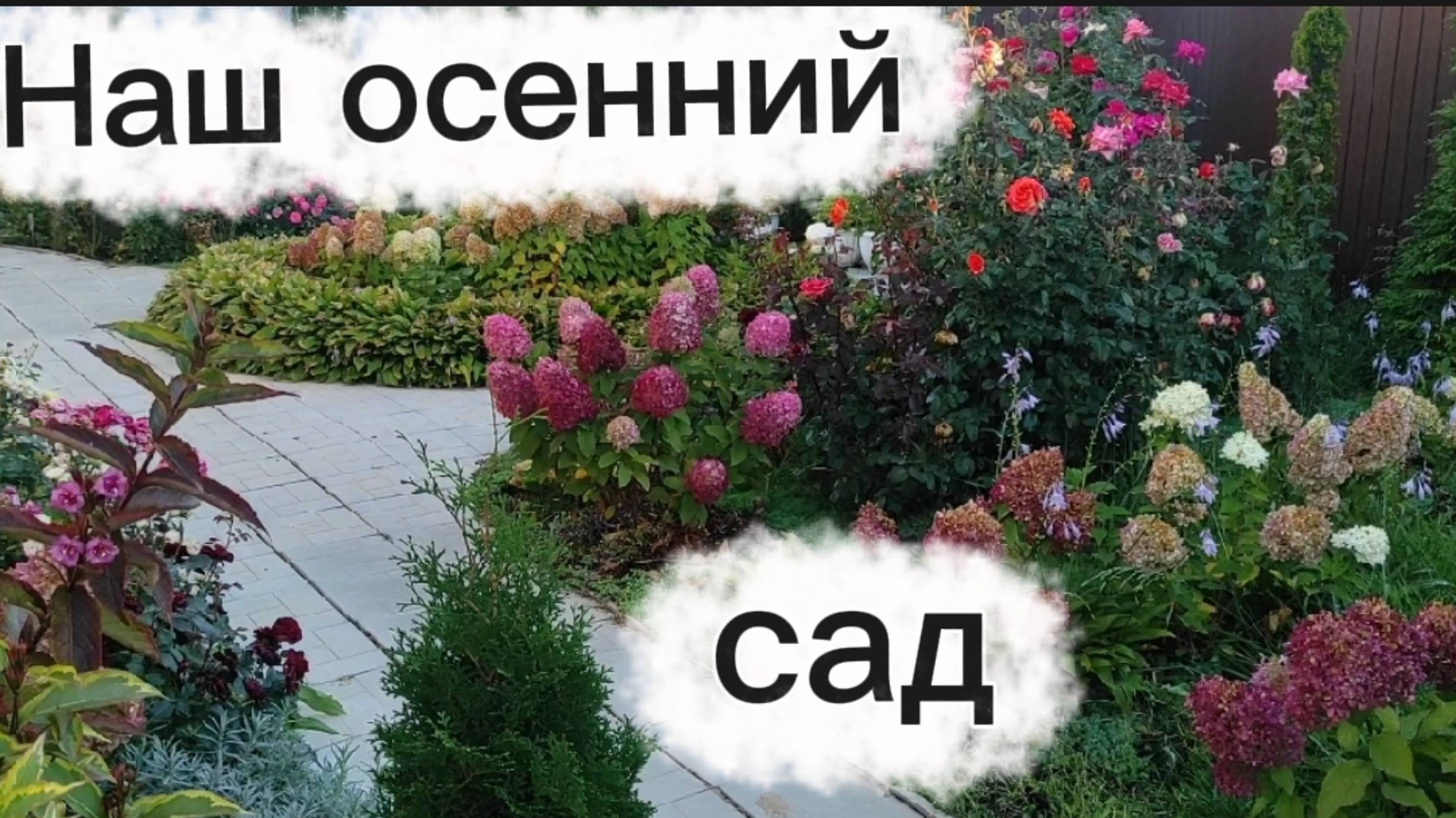 Осенний сад. Гортензии, хризантемы... смотреть онлайн