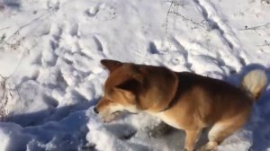 Это фиаско, братан