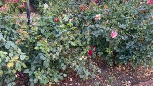 Вы не поверите? Мой сад выживает как может без надлежащего ухода. Посмотрим как он справляется .🌹