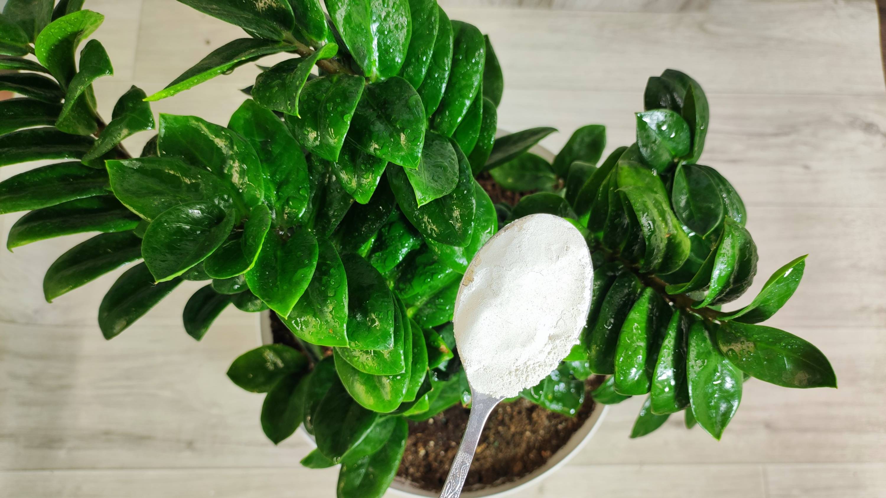 Жалею, что раньше так не выращивала Замиокулькас, листва растет мощная как на дрожжах смотреть онлайн