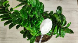 Жалею, что раньше так не выращивала Замиокулькас, листва растет мощная как на дрожжах