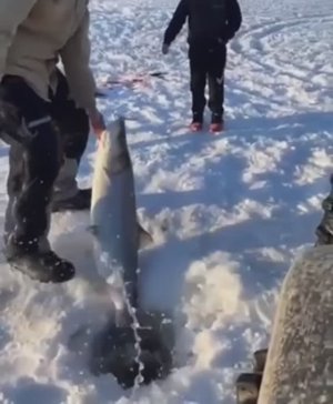 Весомый вклад в общий улов