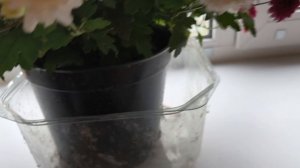 25 сентября. Хроника дачной жизни.