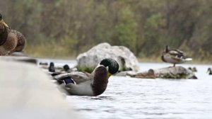 КРАСНОЯРСКИЕ УТКИ МОГУТ БЫТЬ ОПАСНЫМИ ДЛЯ ЧЕЛОВЕКА