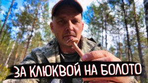 Семейный выезд за клюквой на болото 🍂 | Осенний сбор ягод