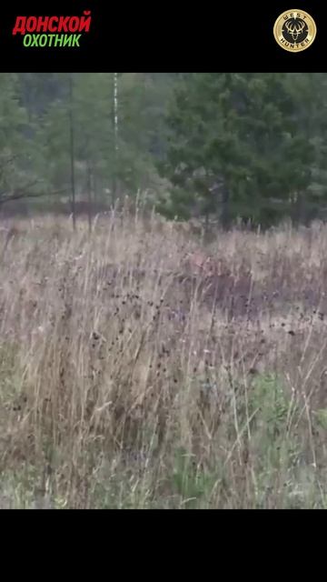 Охота на Лося - меткий выстрел смотреть онлайн