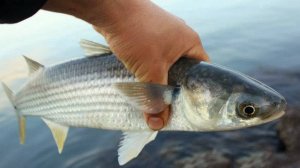 Кефаль, ловля кефали, уловистая снасть на кефаль с бомбардой, своими руками