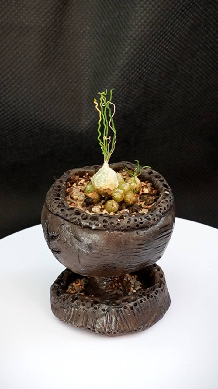 Орнитогалум \ птицемлечник тортуозум - малюсенький луковичный суккулент #суккуленты #луковичные