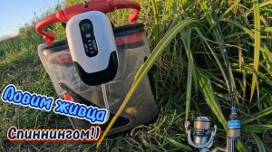 Ловля ЖИВЦА, СПИННИНГОМ!) МОРМЫШИНГ