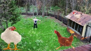 Загон для куриц и бройлеров готов!