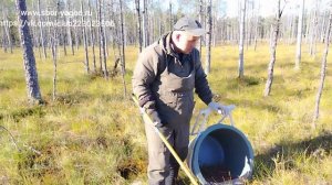 Испытания новых граблей на клюкве.20см. Сбор клюквы 2025 г.