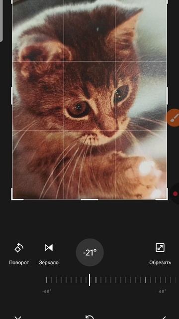 шоу кота