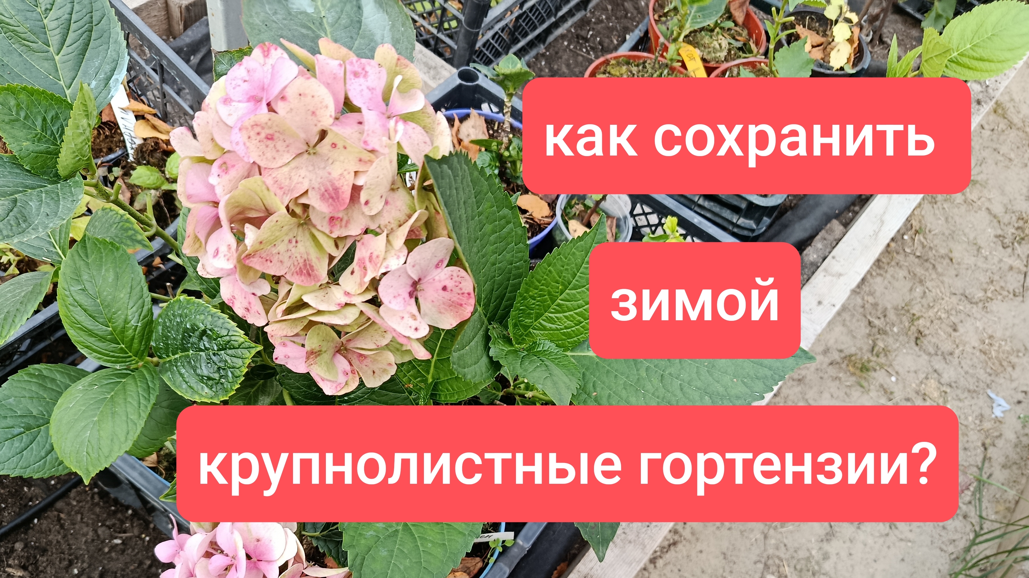 Как сохранить зимой крупнолистные гортензии? смотреть онлайн