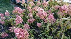 Метельчатые гортензии на юге России. #метельчатыегортензиинаюге