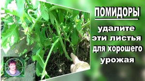 Обязательно удалите эти листья с помидоров если хотите получить крупные плоды