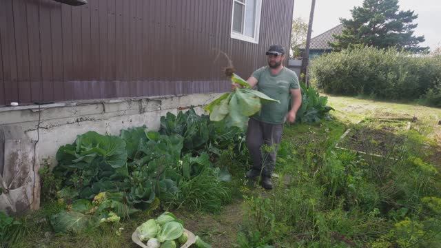 Нарубил капусты на целый год Показываю как я собираю урожай смотреть онлайн