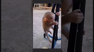 Утро на птичьем дворе 1000034773.mp4