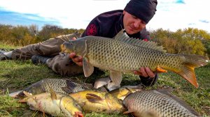НЕ ОЖИДАЛ ТАКОЙ РЫБАЛКИ ОСЕНЬЮ!!! БЕШЕНЫЙ КЛЁВ САЗАНА. ТОЛЬКО ЗАКИНУЛ и ПОШЛА ЖАРА! Рыбалка 2025