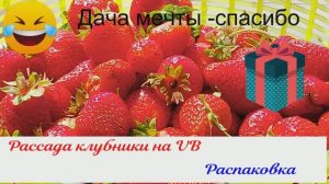 Рассада клубники , закупка , сентябрь 2025 года