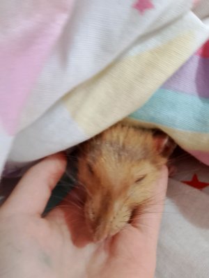 готовила лапшу с сосисками