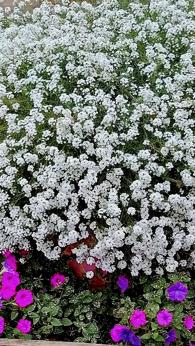 #shorts 25 сентября Алиссум Сноу Принцесс