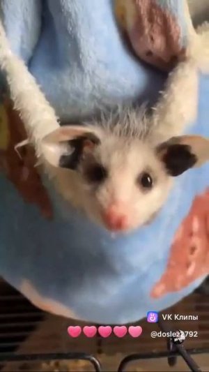 Милота дня🤗 Поддержи подпиской👍