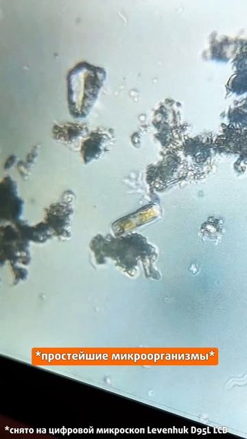 А вы знаете, что живет в луже у вашего дома? 💧 #четыреглаза #микроскоп #биология #science смотреть онлайн