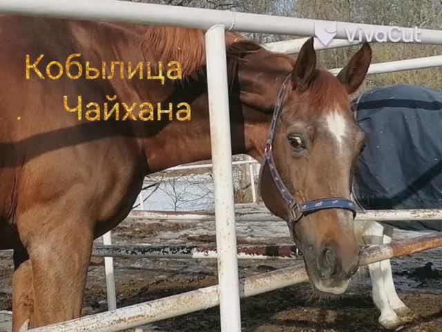 Кобылица Чайхана_HD.mp4