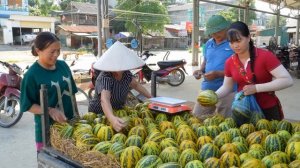 Сбор вкусных дынь и продажа их на деревенском рынке. Жизнь во Вьетнаме