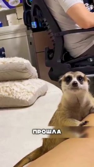 Парень купил суриката. Кот в шоке