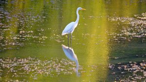 Белая цапля. Грация и красота!