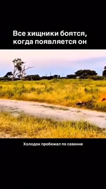 Страшный смотреть онлайн