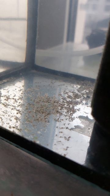 Личинка скалярий. смотреть онлайн