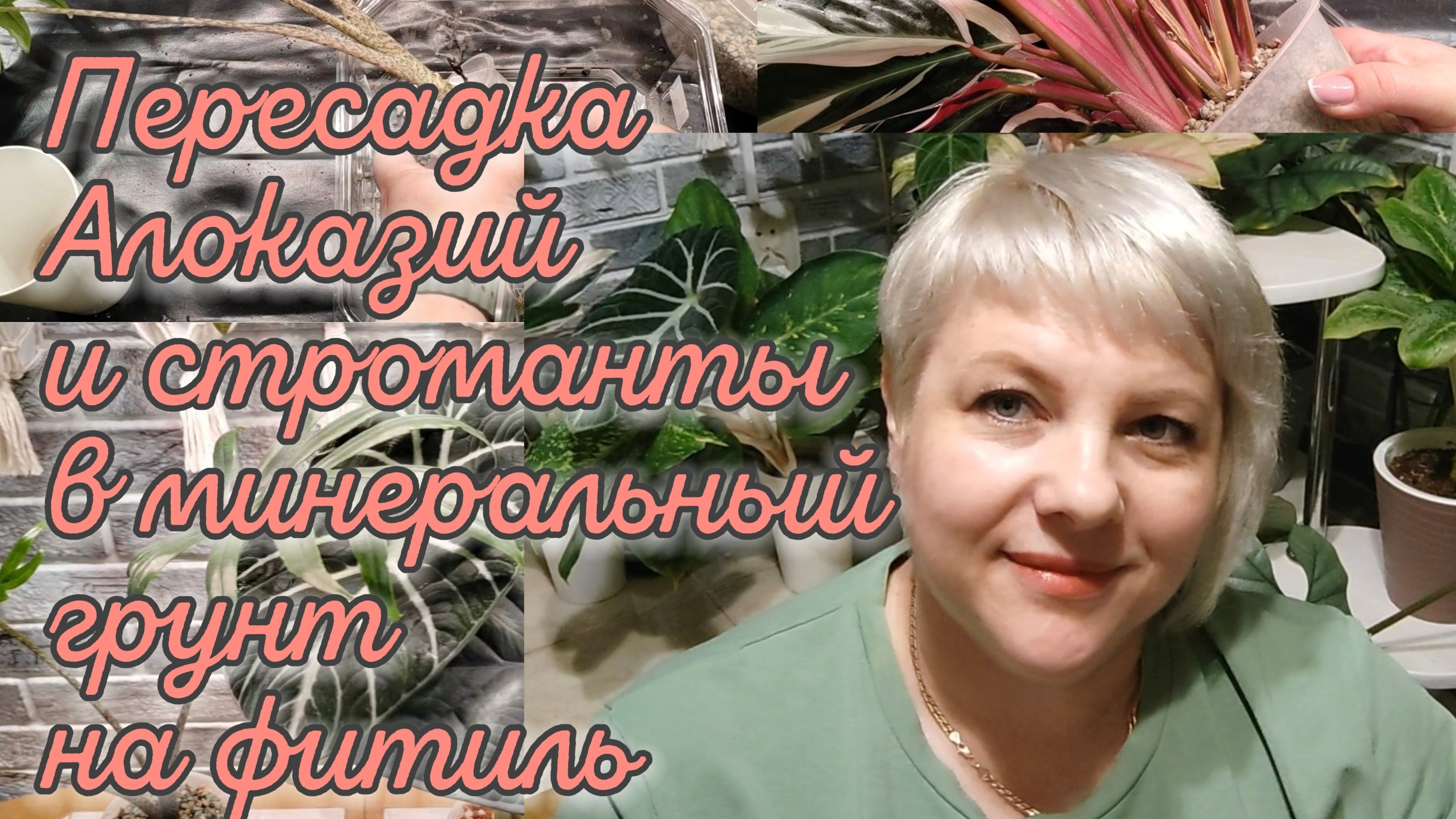 Пересадка АЛОКАЗИЙ и СТРОМАНТЫ | Минеральный грунт |Фитильный полив смотреть онлайн