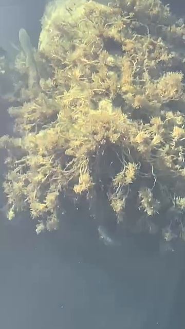 Крупная кефаль в Имеретинском порту. смотреть онлайн