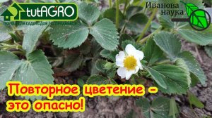 ЗАЦВЕЛА ОБЫЧНАЯ КЛУБНИКА и СМОРОДИНА ОСЕНЬЮ? Надо бить тревогу! Вот как вернуть урожай в сад.