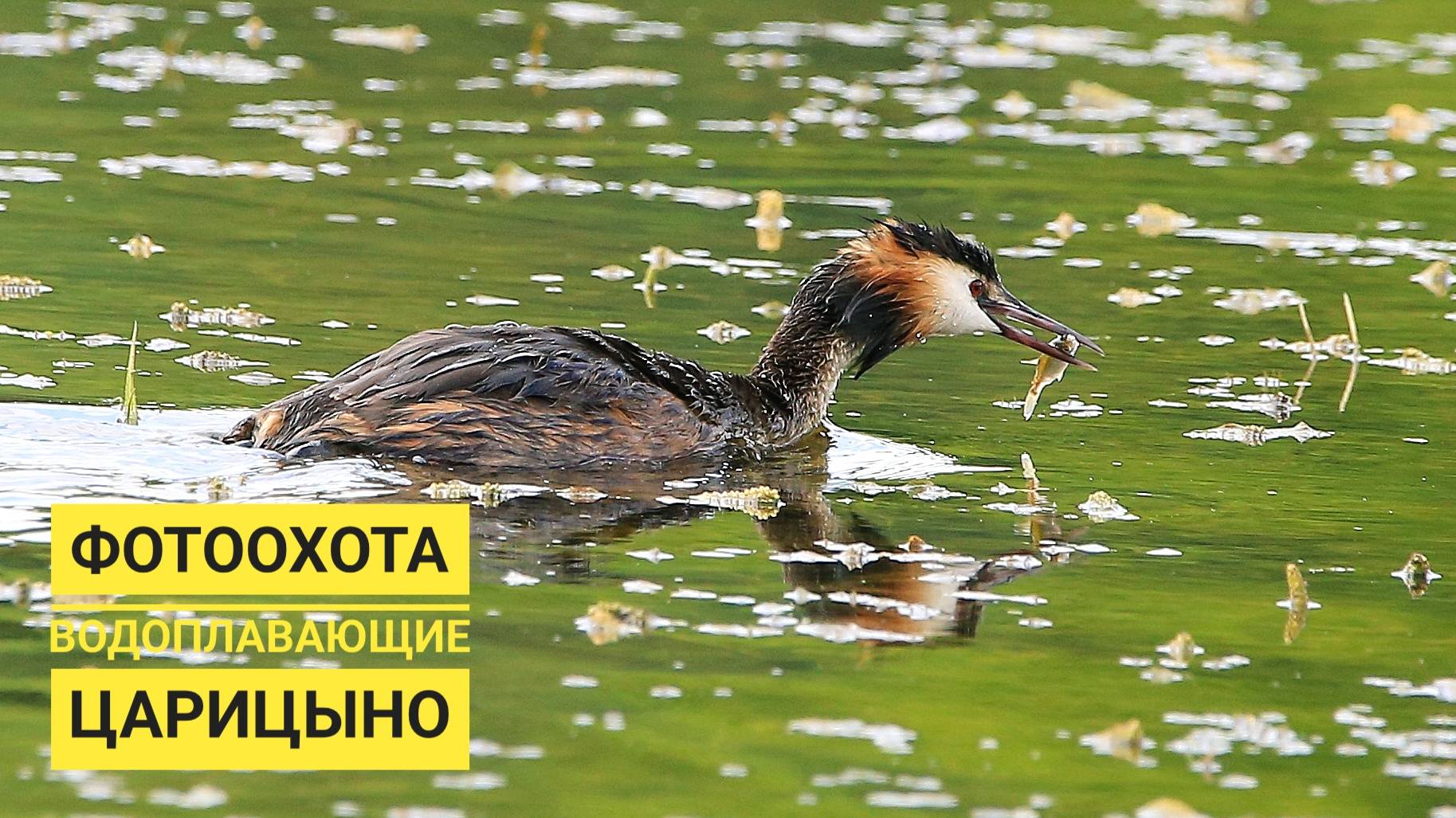 Водоплавающие птицы парка Царицыно Москва. Съемка на Nikon Coolpix P900. смотреть онлайн