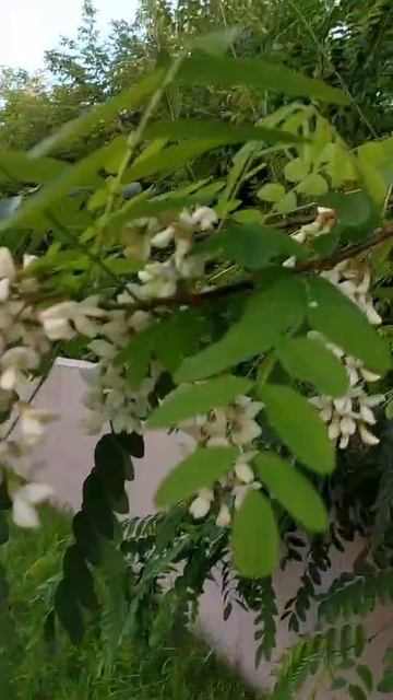 Цветет акация