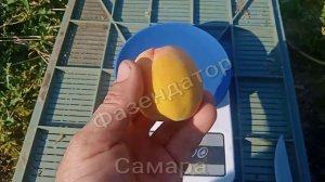 Самара. Спеет персик. Персик в средней полосе. Фазендатор